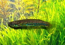 KILLIFISH CHEVALIERI