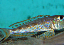 TANGANYIKA CICHLIDE OCHROGENYS