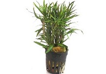 Eustralis stellata grof in pot (p5)