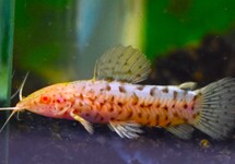 Overige Pantsermeervallen