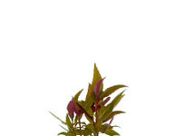 Alternanthera lilacina terracotta ring