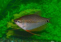 Trichopodus
