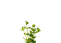 Bacopa australis in pot (p5)