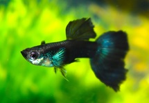 GUPPY BLUE SAPPHIRE MALE