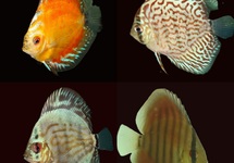 DISKUS MIX