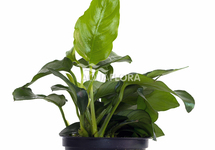 Anubias barteri var. nana - PE