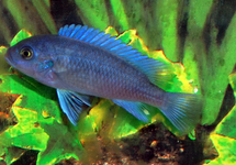 COBALT BLAUWE MALAWI CICHLIDE