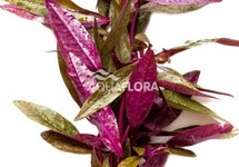 Alternanthera sessilis - BA