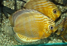 DISCUS TARZOO