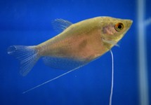GOURAMI CLAIR DE LUNE