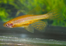 ZEBRADANIO GOUD SLUIER