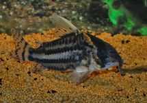 CORYDORAS PULCHER