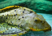 L095 ORANGE CHEEK PINECONE PLECO