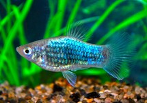 PLATY NEON BLAUW TUXEDO