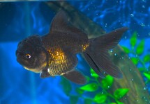 SLUIER LEEUWENKOP ZWART