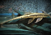 STURISOMA PARAGUAY