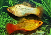 PLATY VARIATUS GREEN