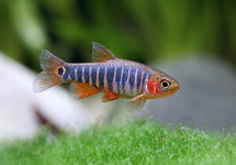 ZEBRA RASBORA