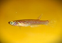 KILLIFISH FORMOSUS