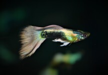 GUPPY TUXEDO PLATINUM (Mâle)