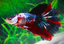 KAMPFISCH  HALF MOON GALAXY MANN