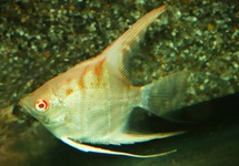 MAANVIS MANACAPURU ALBINO