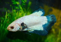 BETTA SP. PLAKAT MARBLE BLAUW MALE L