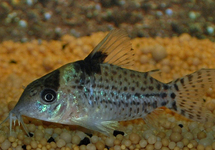 CORYDORAS PUNCTATUS
