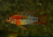 RED TAILED DWARF CICHLID