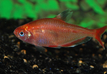 CALLISTUS TETRA GOLD