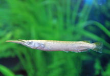 WRESTLING HALFBEAK ALBINO