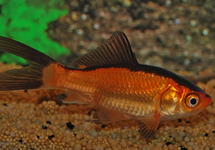 GOLDFISH RED/BLACK