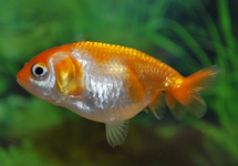 SLUIER RANCHU ROOD/WIT