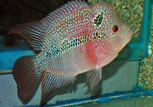 FLOWERHORN RED PEARL