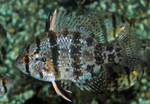 BLACK-BANDED SUNFISH