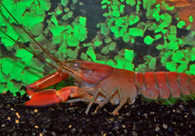 ZEBRA CRAYFISH RED BRICK