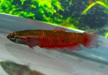 BETTA PERSEPHONE