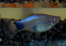 PLATY BLAUW MICKEY