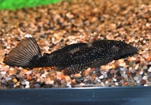 L213 ANCISTRUS SP. S