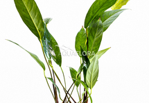 Anubias lanceolata - PE