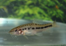 INLE LOACH