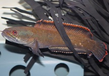 SCHLANGENKOPF LAOS FIREBACK
