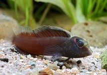 SCHLEIMFISCHE HEYLIGERI