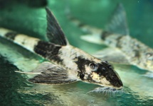 GIANT PERUVIAN BLACK WHITE WHIPTAIL