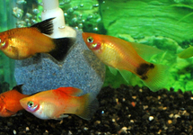 PLATY HIGHFIN MIX