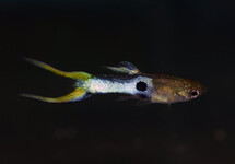 GUPPY ENDLER JAPAN BLUE LASER TAIL MÄNN