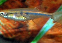 DANIO DADIBURJORI