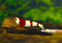 CRYSTAL RED SHRIMP