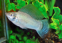 SAILFIN MOLLY SILVER