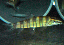 KANSU LOACH